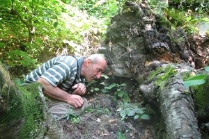 Yaban Arıları Yapıyor Onlar Hasat Ediyor