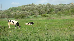 Otlak Sensörü Çiftçilere Umut Vadediyor