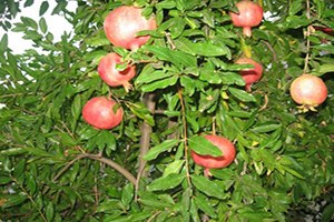 Adıyaman da Bereketli Nar Hasadı