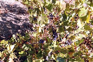 Bağlar Bozuldu Pekmezler Kaynıyor