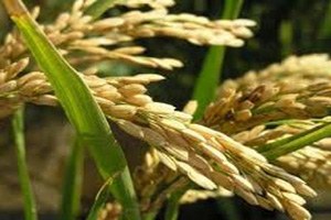 Çankırılı Üreticiler Çeltik Veriminden Memnun