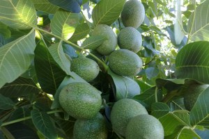 İhsangazi de Ceviz Yetiştiriciliği