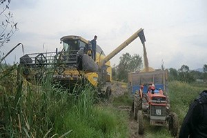 Çeltik Hasadı Devam Ediyor