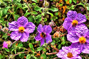 Endemik Bitkilere Sınırsız Koruma