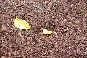 Fındığın Kabuğundaki Sır