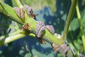 Rize Ve Bölgenin Baş Belası