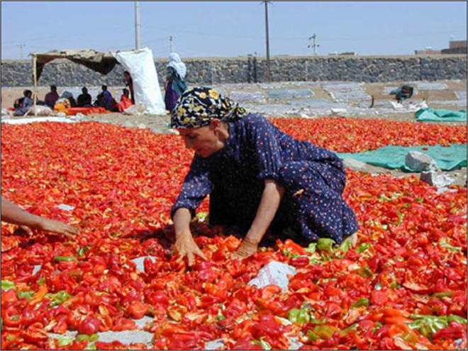 Sofraların En Acı Reçeli İsot Reçeli