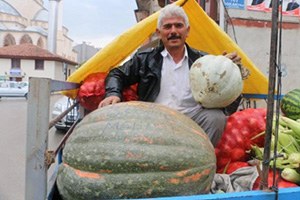 68 Kiloluk Bal Kabağı Herkesi Şaşırttı