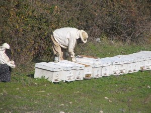 Sıcak Rüzgarlar Bal Üretimini Vurdu