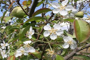 Bodrum da Armut ve Erik Ağaçları Sonbaharda Çiçek Açtı