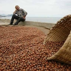 Fındık Üreticileri Dertli