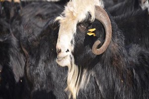 Honamlı Keçisi Yerli Irk Olarak Tescillendi