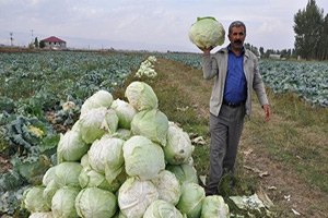 Muş ta Lahana Hasadı Başladı