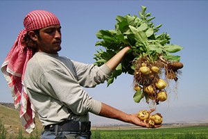 Piyasa Yerli Tohum Patatesi Çok Sevdi
