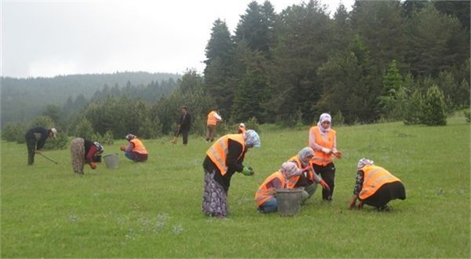 Salep Fidanları Dikildi