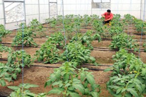 Bayburt ta Tarım Projesi