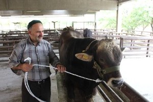 Erzincan da Esmer Cinsi Damızlık Boğa Dağıtıldı