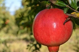 Narda İhracat Sıkıntısı