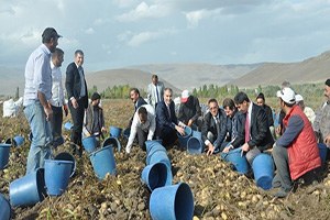 Sertifikalı Patates Tohumluğu Hasadı Başladı