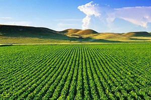 Tarım Alanı İhtiyacı Artacak