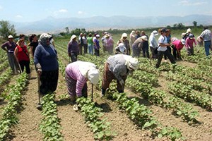 Tarımda İstihdam 6 Milyonu Geçti