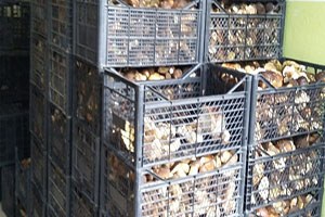 Yenice de Toplanan Ayı Mantarları İhraç Ediliyor