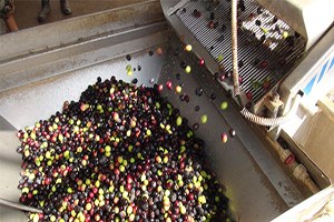 Zeytin Üreticisi Altın Yılını Yaşayacak