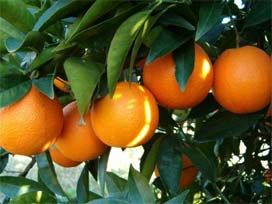 Narenciye Tanıtım Grubu Milano Expo da yerini aldı