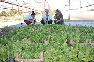 Çiçekler İncirliova da Yetişecek