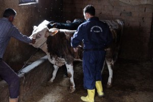 Yozgat ta 215 Bin Hayvana Şap Aşısı Yapılacak