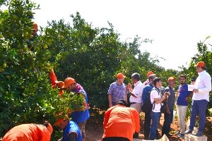 Yüksek Verim Narenciye Üreticisine Bayram Ettirdi