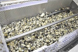 Sinop tan Uzak Doğu ya Deniz Salyangozu İhracatı