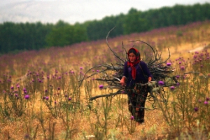Tarımda Kadın Girişimciliğinin Güçlendirilmesi Programı