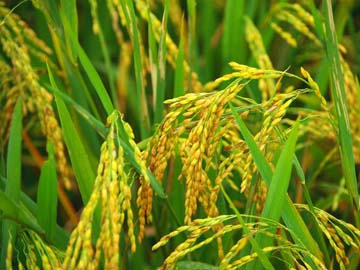 Üreticiler Çeltik Fiyatından Rahatsız