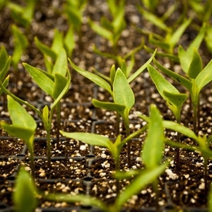 Organik Tarım mı Endüstriyel Tarım mı