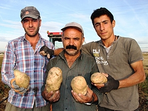Gevaş ta İlk Patates Ekildi