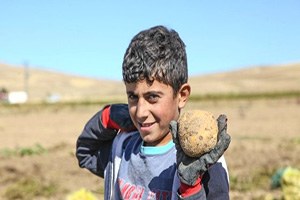 Ahlat ta Patates Hasadı Başladı