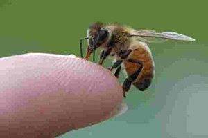 Arı Çobanları Geliyor