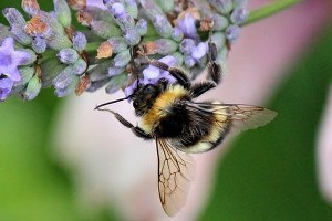 Arılar Da Güne Kafeinsiz Başlamıyor