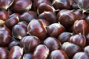 Bursa Kestanesi Cep Yakacak