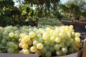 Elazığ da Entegre Ve Kontrollü Üzüm Üreticilerine Sertifika Verildi