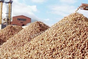 Eskişehir de Pancar Söküm Avansı Ödemeleri Başlıyor