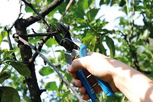 Fatsa da Fındık Budama Eğitimi