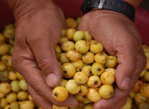 Alıç Meyveleri Toplanmaya Başladı
