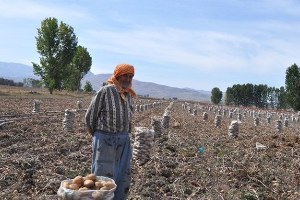 Korkuteli de Patatesi Dubai ye Gidecek