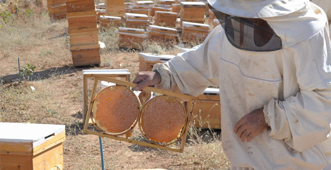 Pervari Balı Piyasaya Çıktı