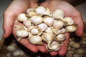 Sarımsağa Bir Yılda 11 Milyon Dolar Ödedik