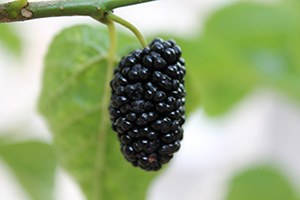 Şebinkarahisar da Ceviz Ve Karadut Fidanı Yetiştirildi