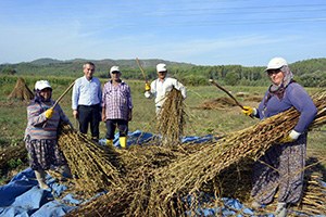 Seydikemer de Susam Hasatına Başlandı
