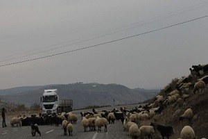 Siirt te Yaylalardan Dönüşler Sürüyor